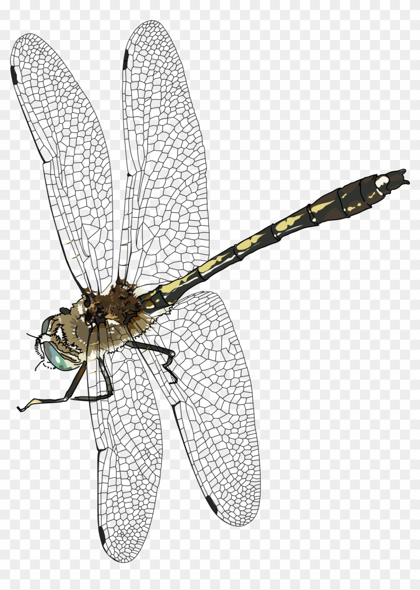 Dragonfly Transparent Background - Dragon Fly Png Clipart #3538