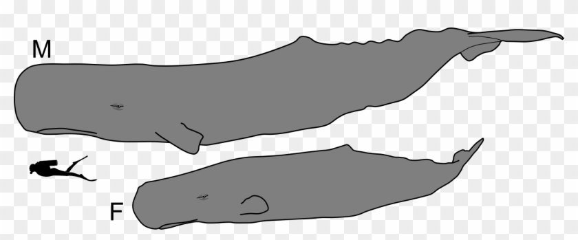 Sperm Whale Male And Female Size - Sperm Whale Male And Female Clipart #3695