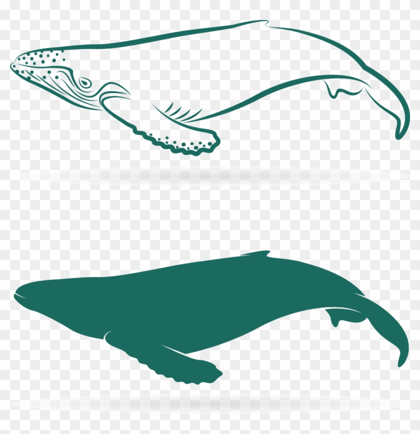 Graphic Download Sperm Whale Baleen Lovely Transprent - Whales Clipart #3813