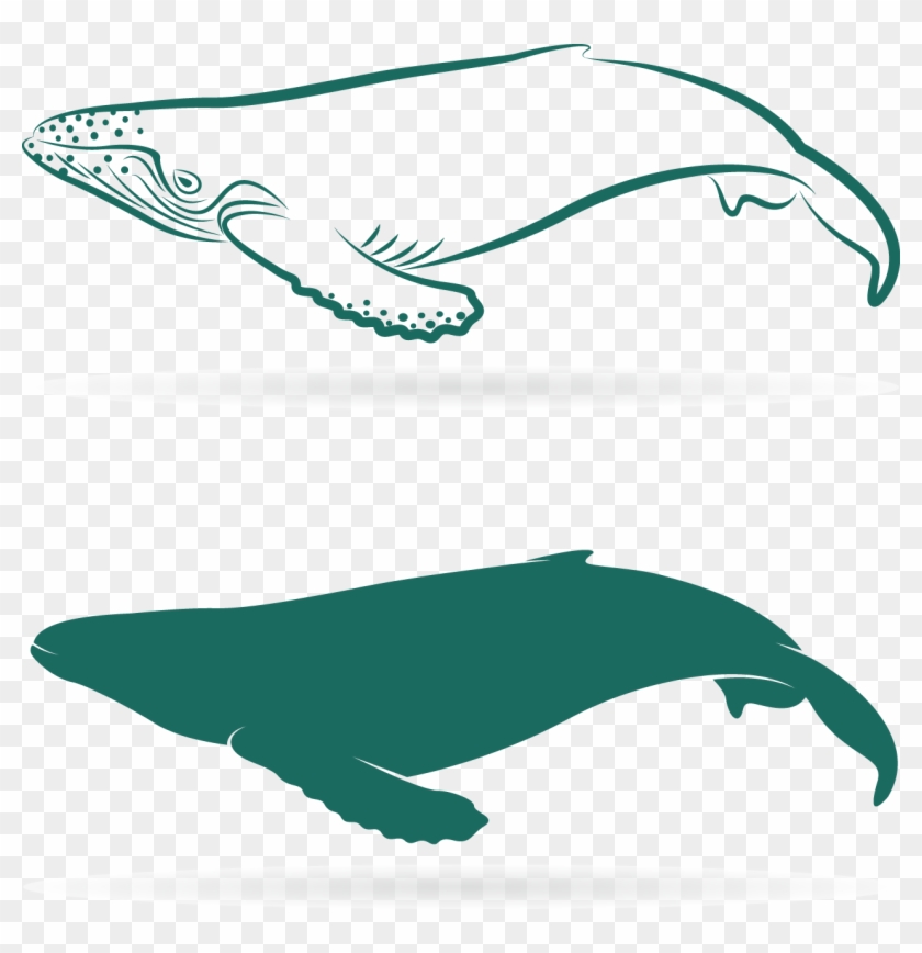 Graphic Download Sperm Whale Baleen Lovely Transprent - Whales Clipart
