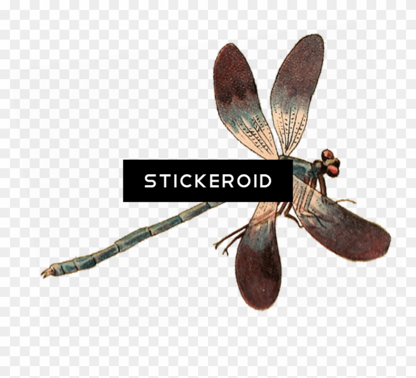 Single Dragonfly - Dragonfly Clipart #3959