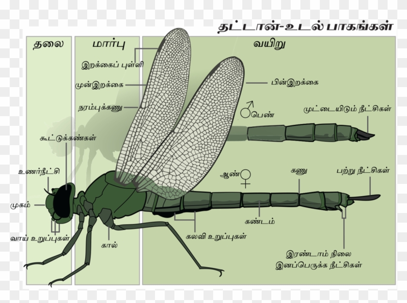Dragonfly Anatomy Tamil- Final - Внешнее Строение Стрекозы Clipart #4072