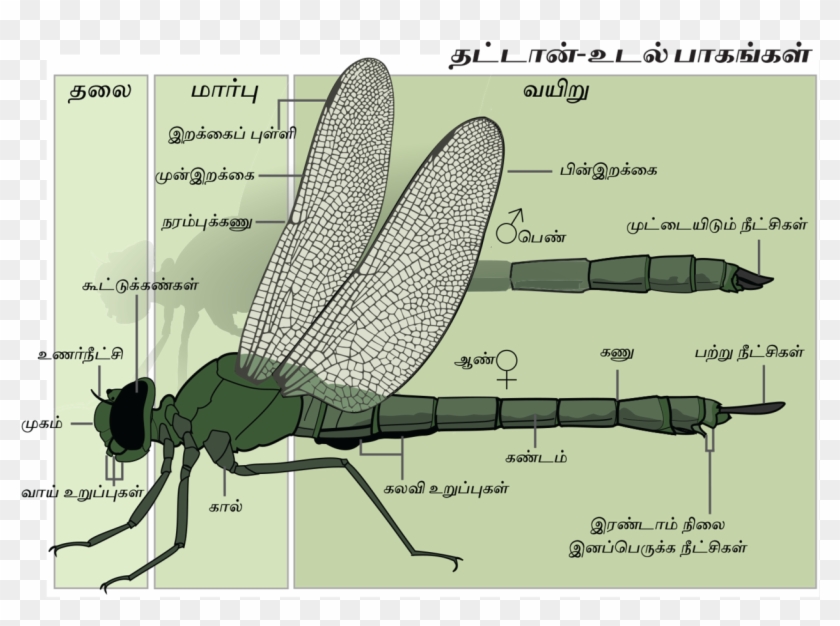 Dragonfly Anatomy Tamil- Final - Внешнее Строение Стрекозы Clipart
