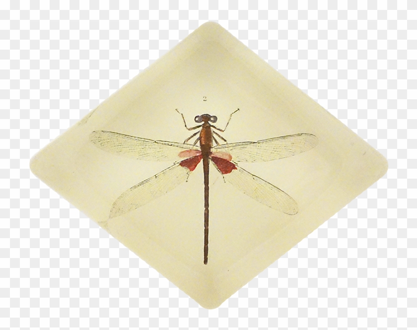 Dragonfly Clipart #4413