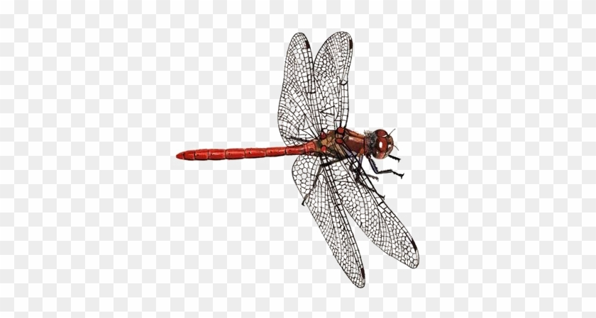 Dragonfly Png Download Image - Dragonfly Rspb Clipart #4455