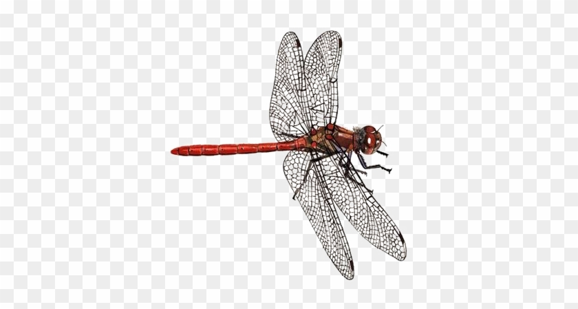Dragonfly Png Download Image - Dragonfly Rspb Clipart