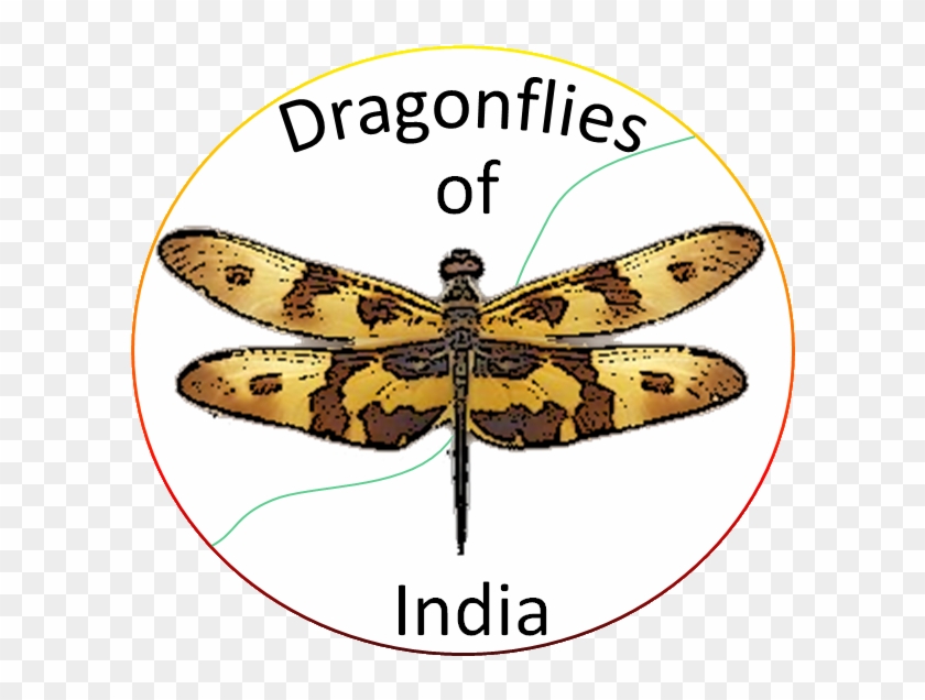 Homepage - Net-winged Insects Clipart #4475