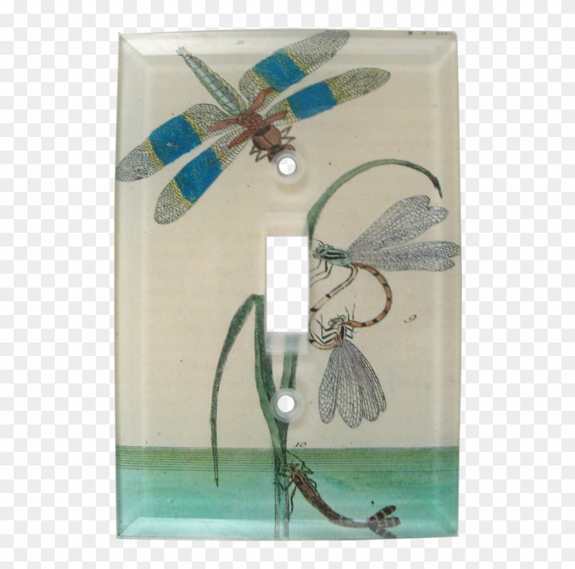 Dragonfly Clipart #4559