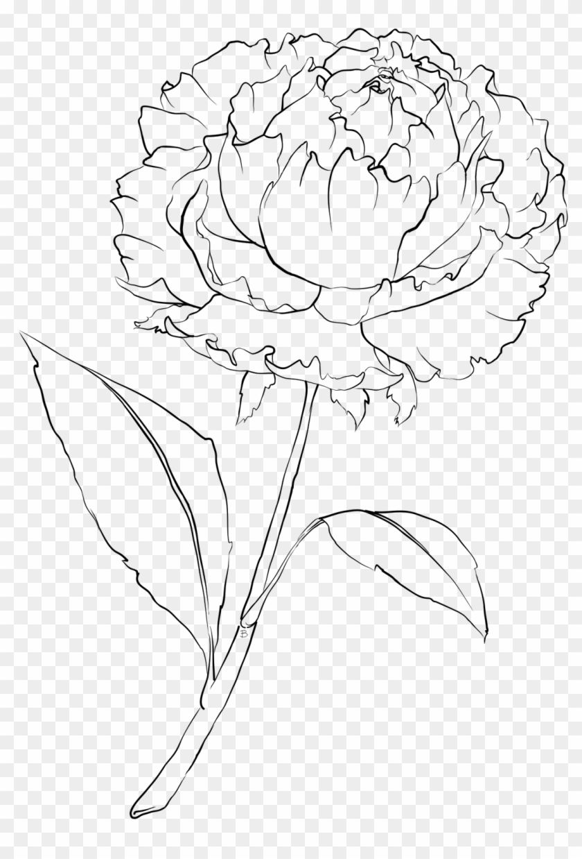 October 2011 Flower Template, Flower Art, Peony Flower, - White Carnation Flower Drawing Clipart #4702