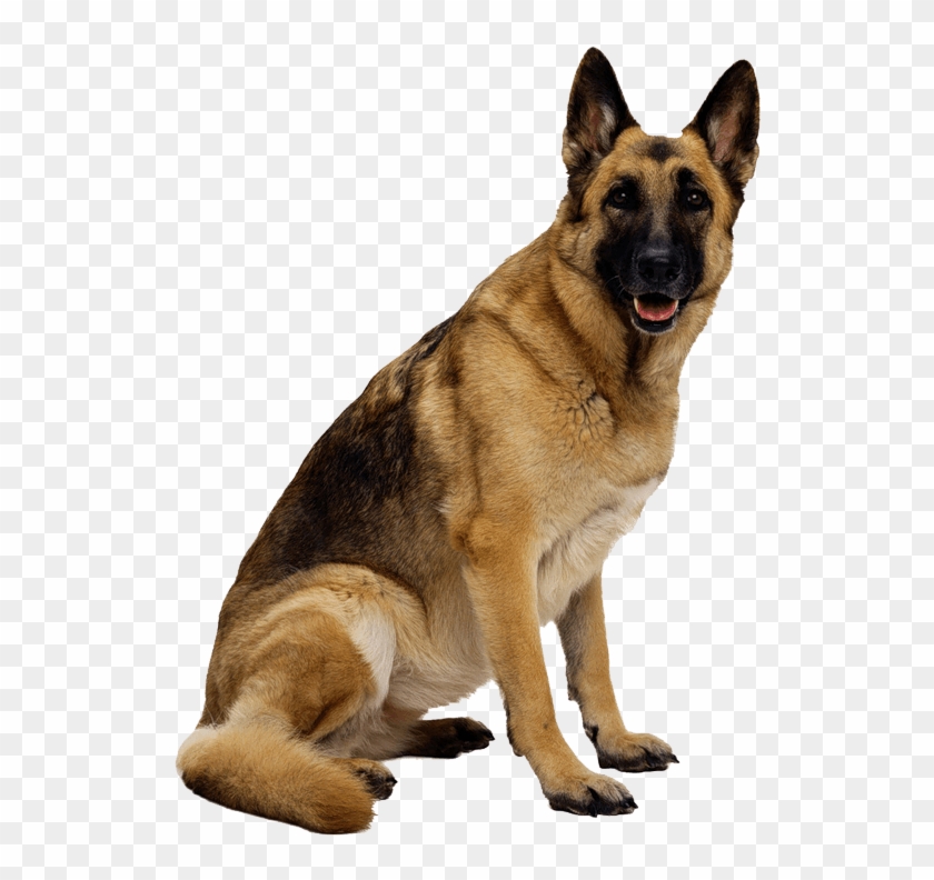 German Shepherd Png Clipart