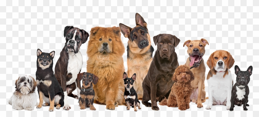 Barking Dog Bakery Boutique - Many Dogs And Cats Clipart