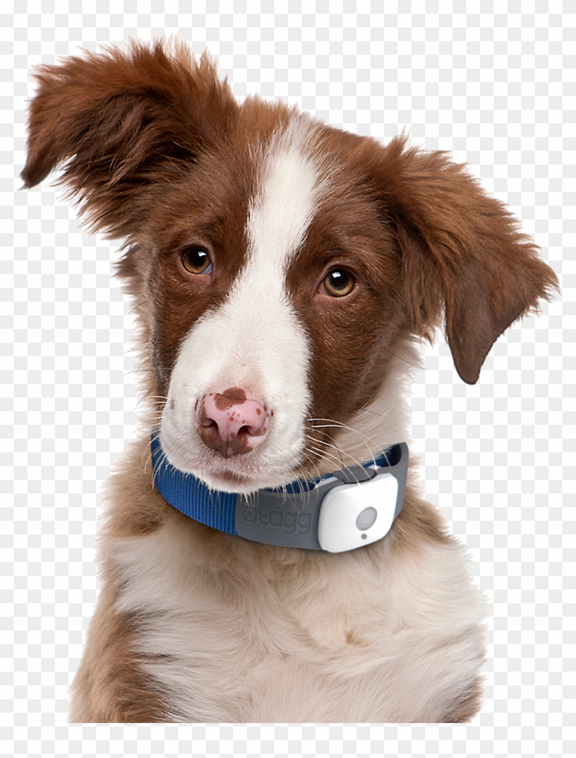 Dogs Png Image - Beautiful Dog Png Clipart #4985