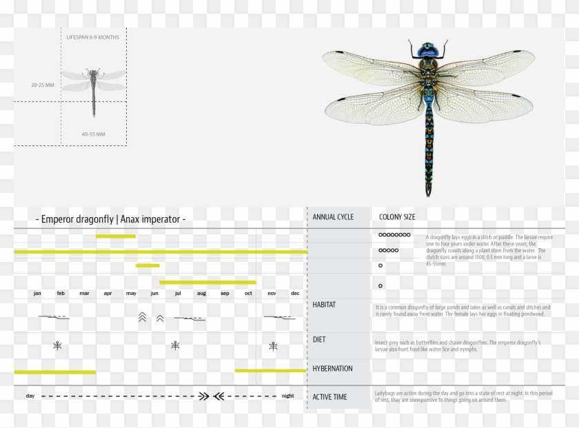 Products Hyperbody 05 Dragonfly - Dragonfly Clipart #5009