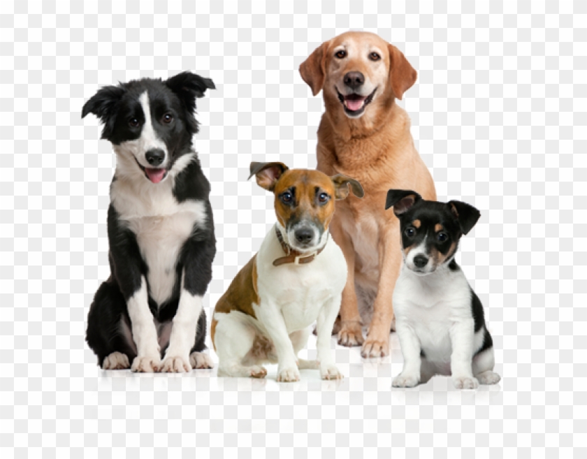 All Dogs Png - Dogs Png Clipart #5025