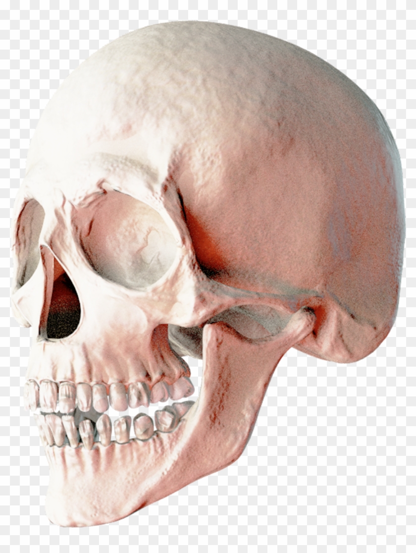 Skull Png Clipart #505