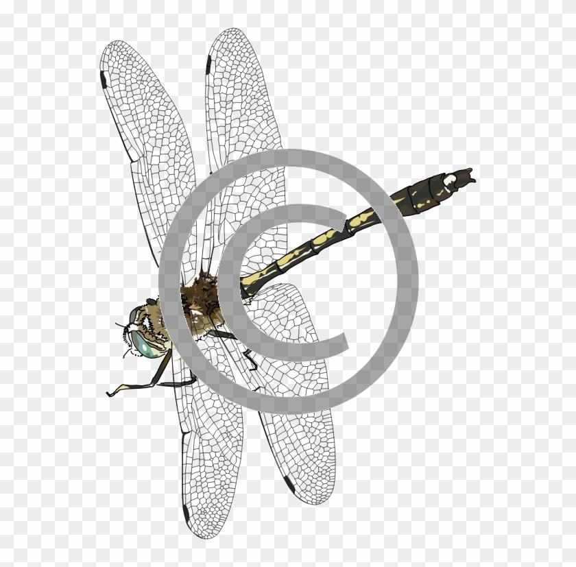 Dragonfly Png Photo - Insect Clipart