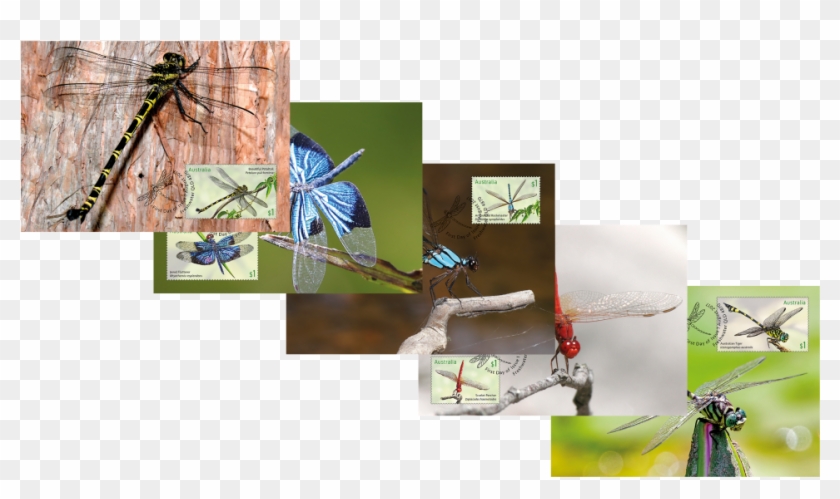 Set Of Five Dragonflies - Damselfly Clipart #5198