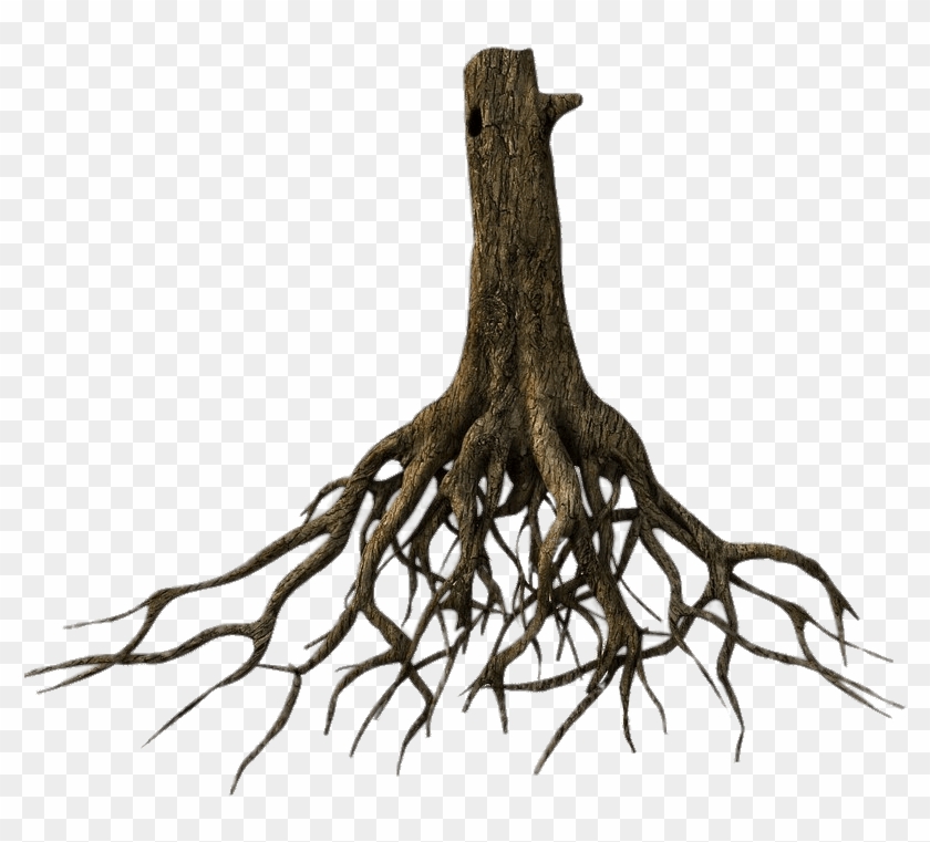 Download - Tree Trunk With Roots Clipart