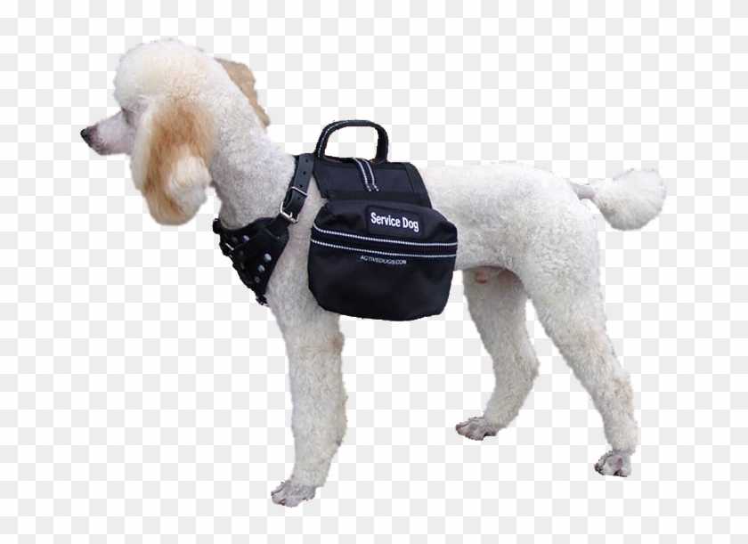 Poodle - Service Dogs Transparent Clipart #5677