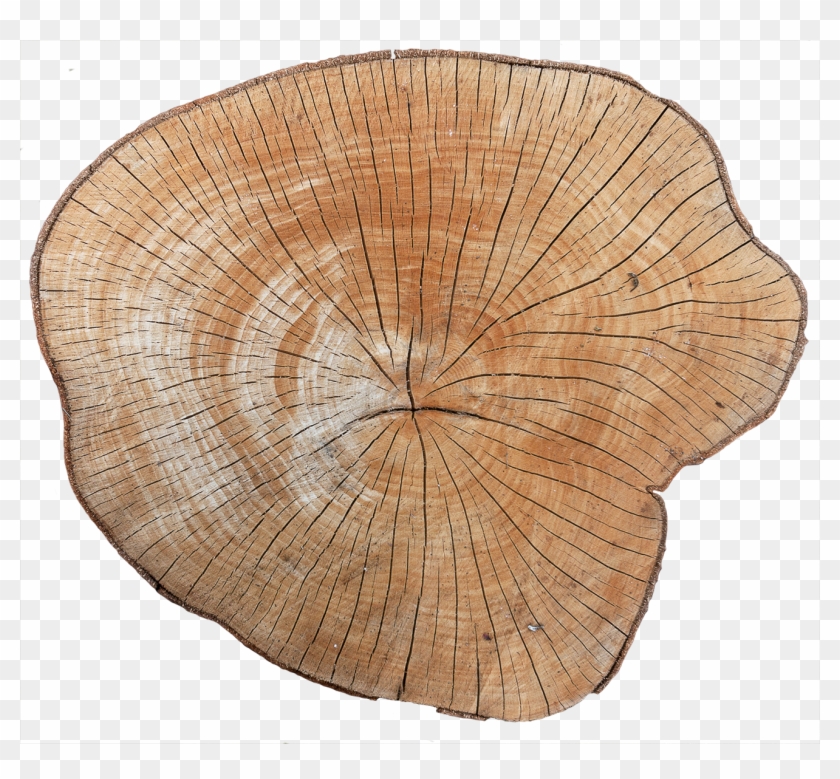 Wood End 01 - Tree Stump Texture Png Clipart #5792