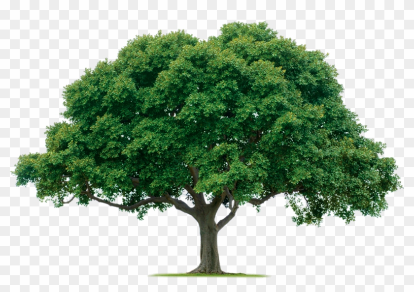 Tree Png Photos - Tree Png Clipart #6076