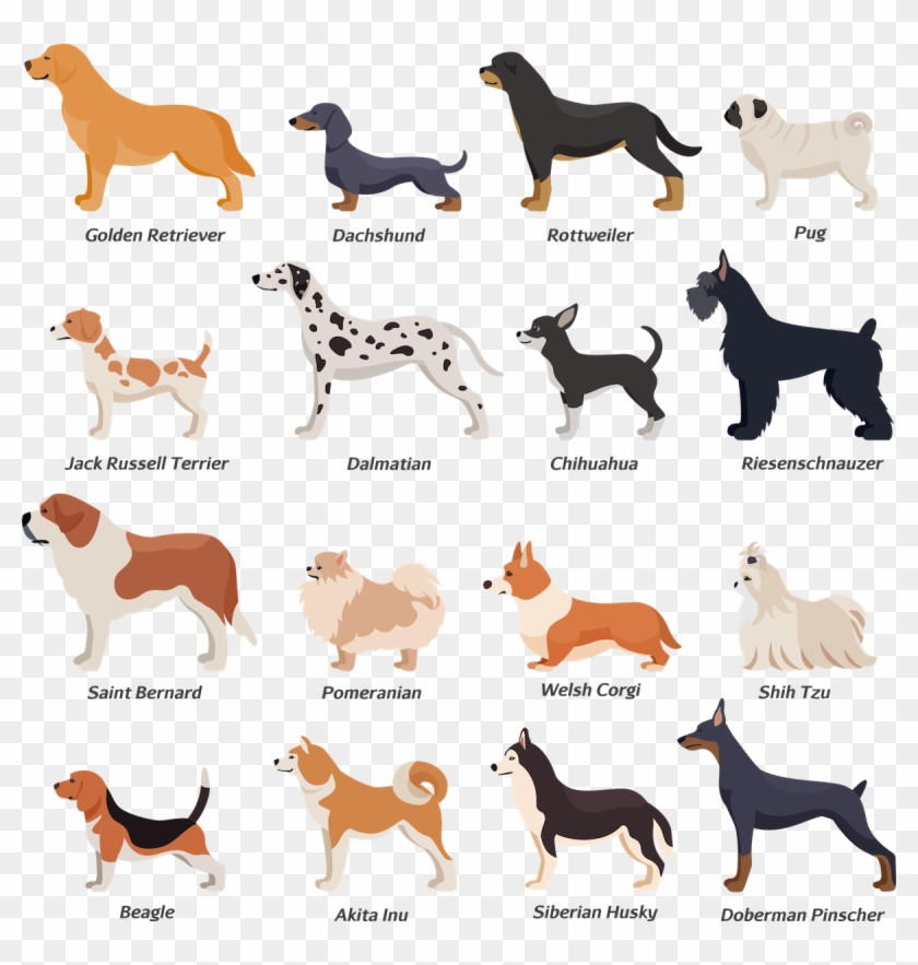 Jack Russell Pug Beagle Clipart