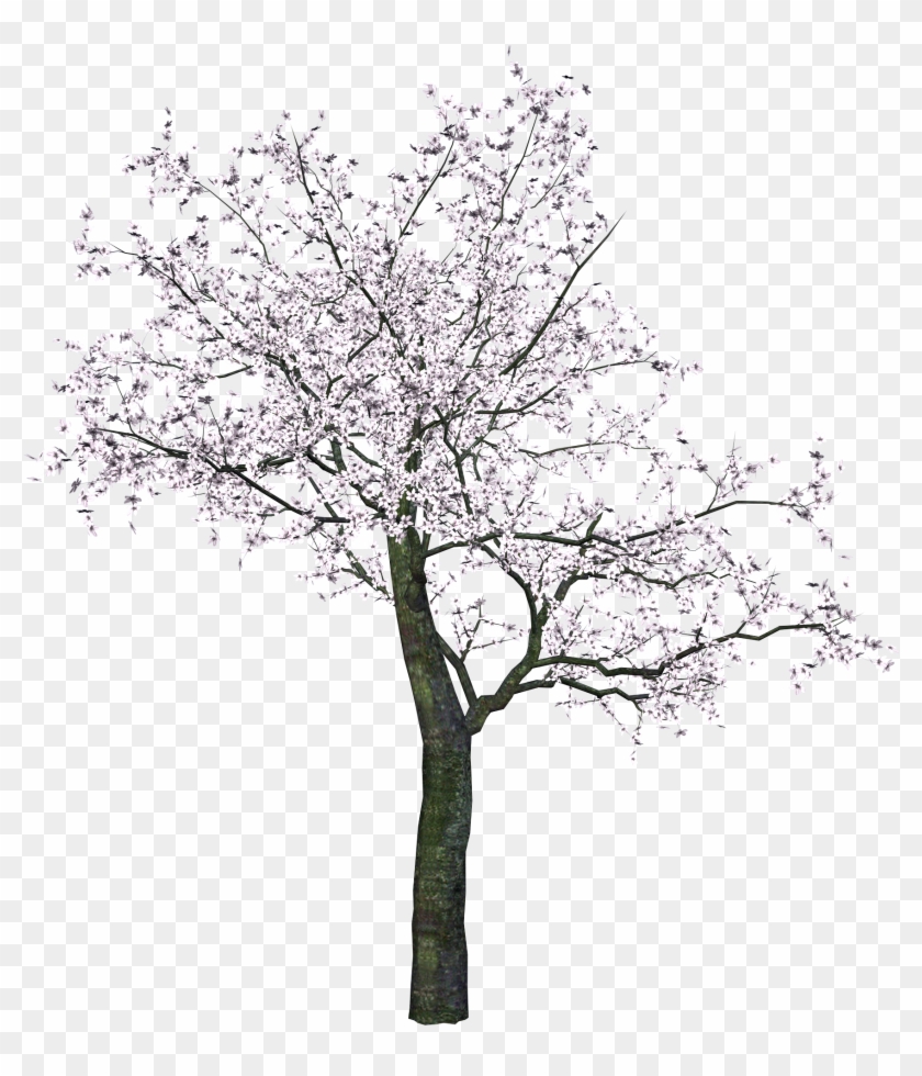 Cherry Blossom Tree Png Clipart #6330