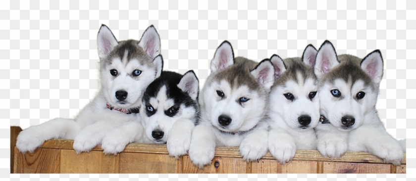 Siberian Husky Puppy Png File - Siberian Husky Puppy Png Clipart