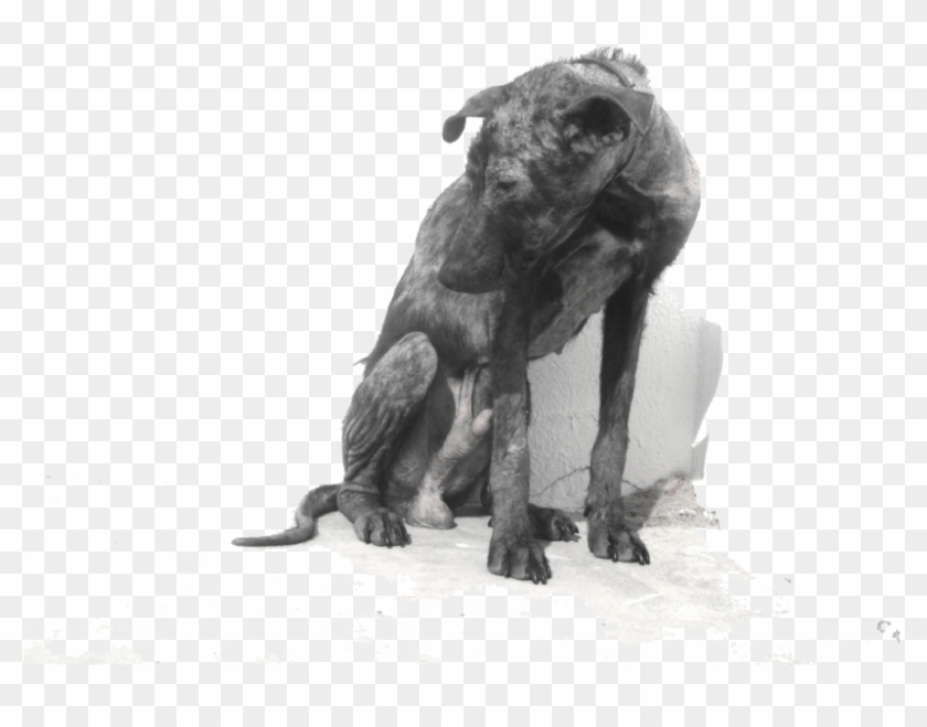 Abandoned Dog Png - Longdog Clipart