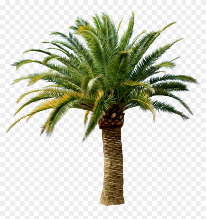 Transparent Palm Tree Png Clipart #6835