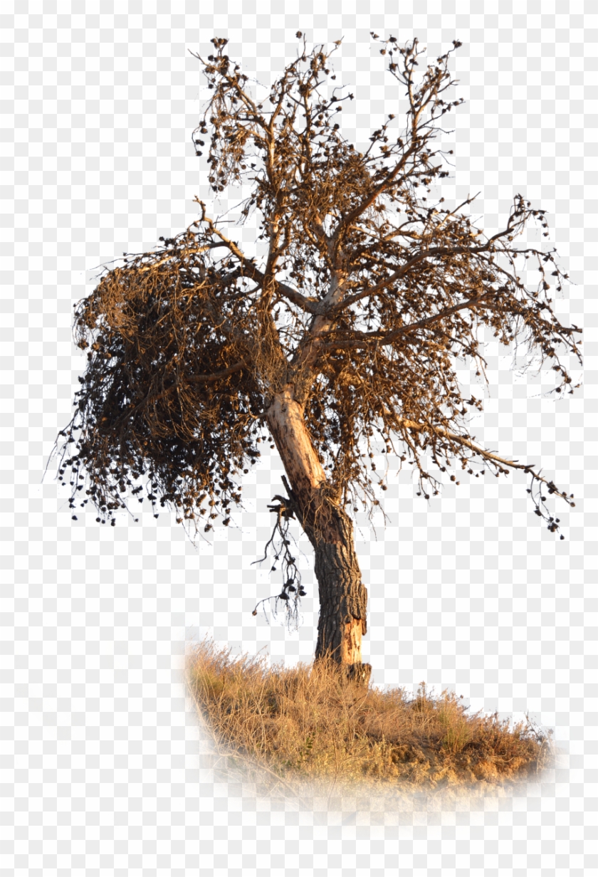 Png Pine Dry - Albero Secco Png Clipart