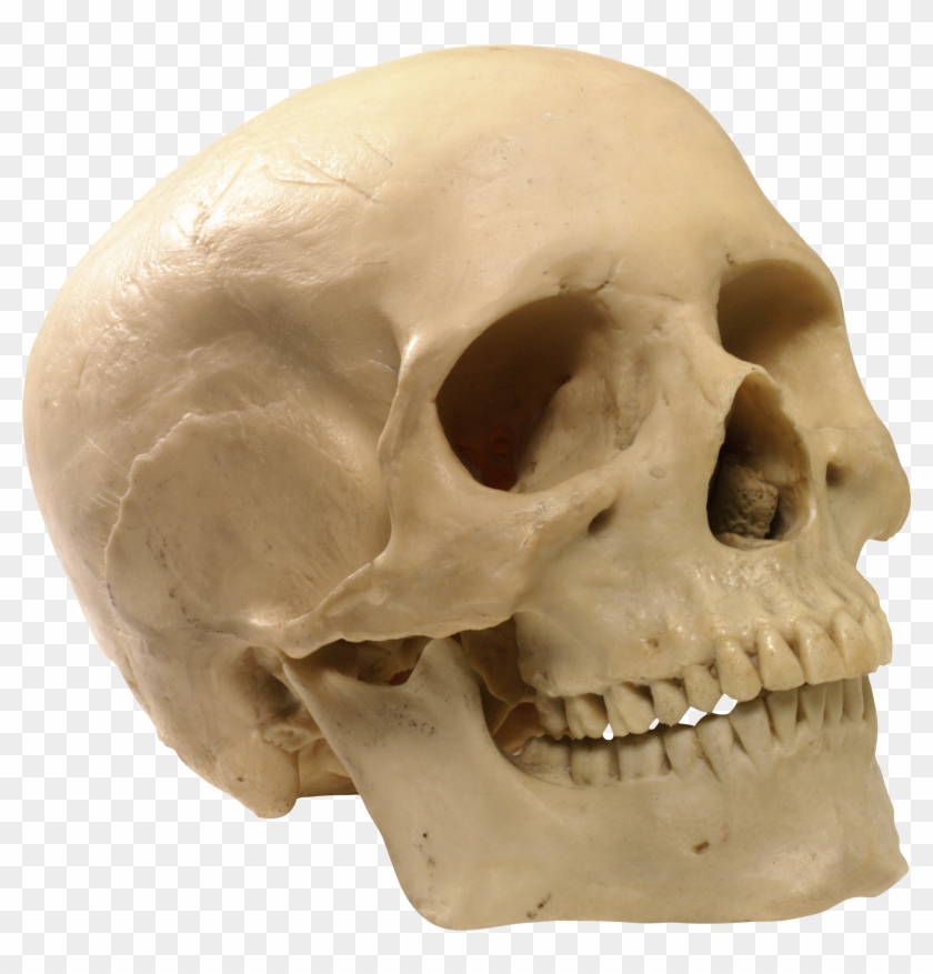 Free Png Download Skeleton, Skull Png Images Background - Human Skull Transparent Background Clipart #718