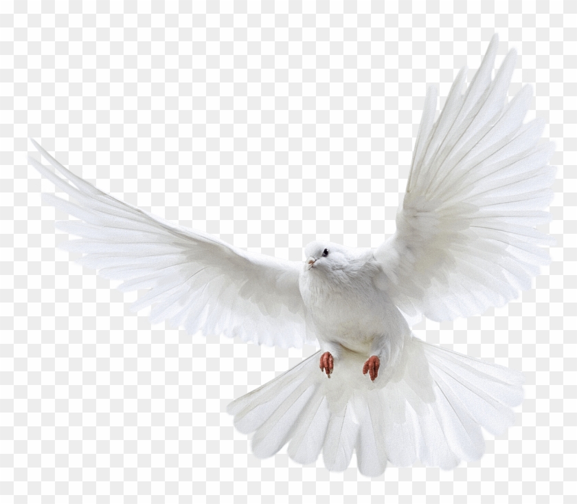 Pigeon Png - Transparent Background Pigeon Png Clipart #7482
