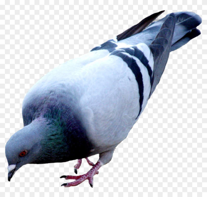 Pigeon Png Picture - Pigeon Png Clipart #7507