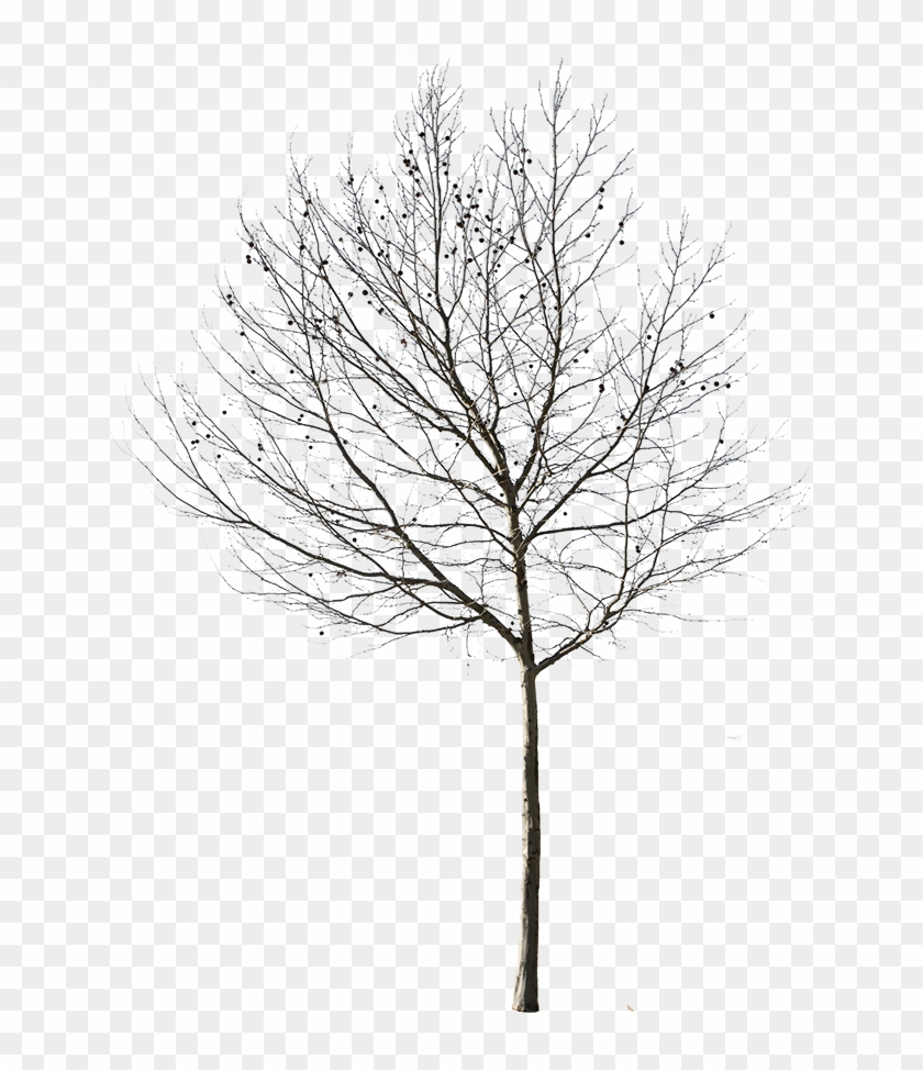 Tree Transparent Png - Transparent Background Bare Tree Png Clipart