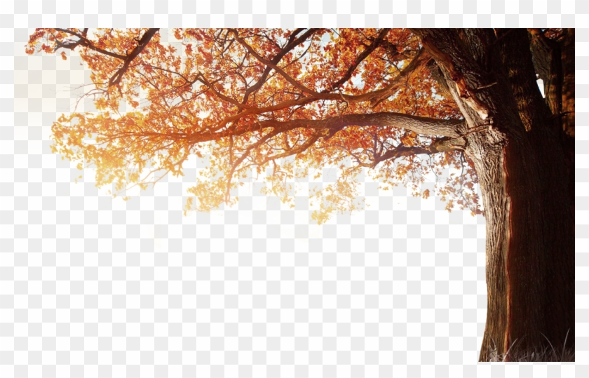 Winter Resolution Wallpaper Tree Autumn 4k Fall Clipart - 1080p Png Sky Hd Transparent Png
