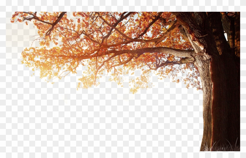 Winter Resolution Wallpaper Tree Autumn 4k Fall Clipart - 1080p Png Sky Hd Transparent Png #7609