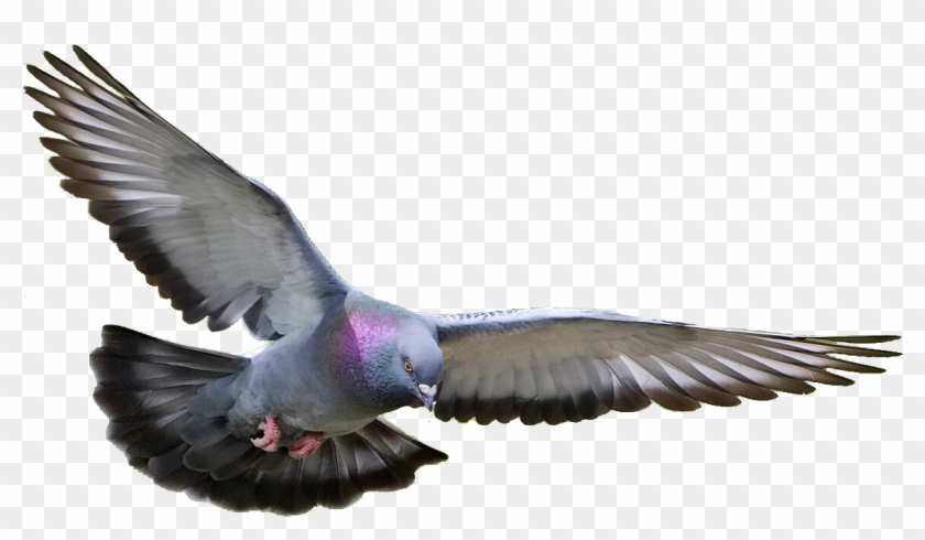 Pigeon, Dove Png Clipart #7668
