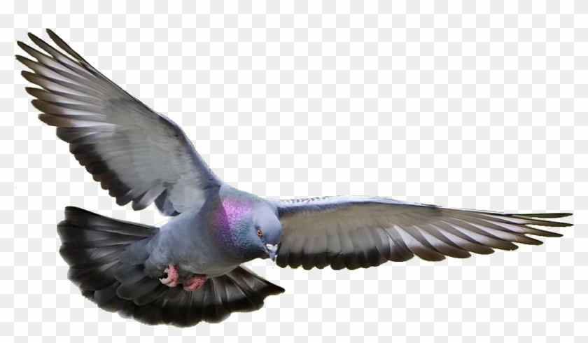 Pigeon, Dove Png Clipart