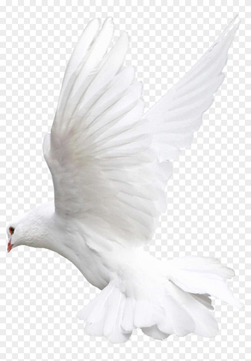 Pigeon Png - White Bird Png For Editing Clipart #7773