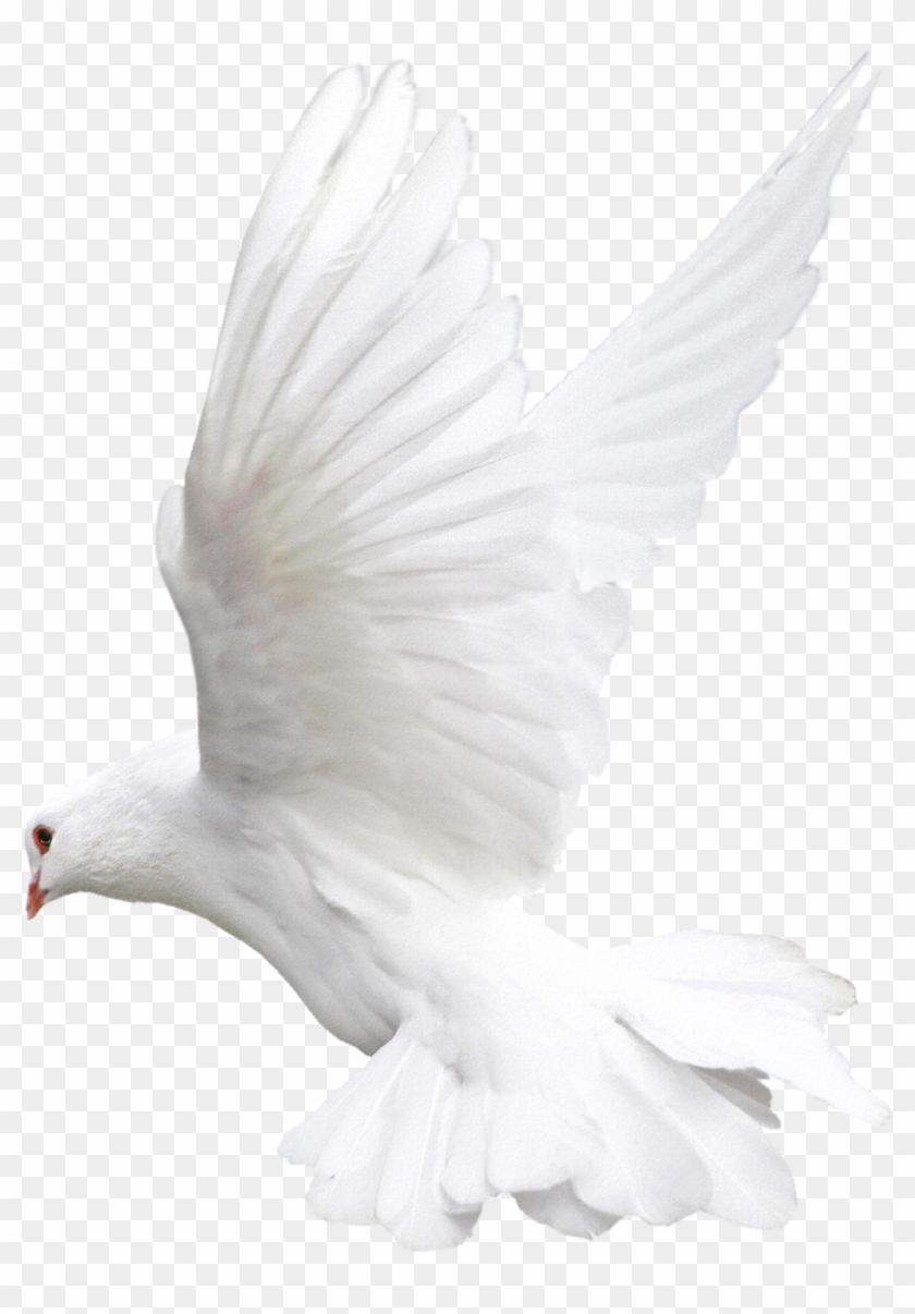 Pigeon Png - White Bird Png For Editing Clipart