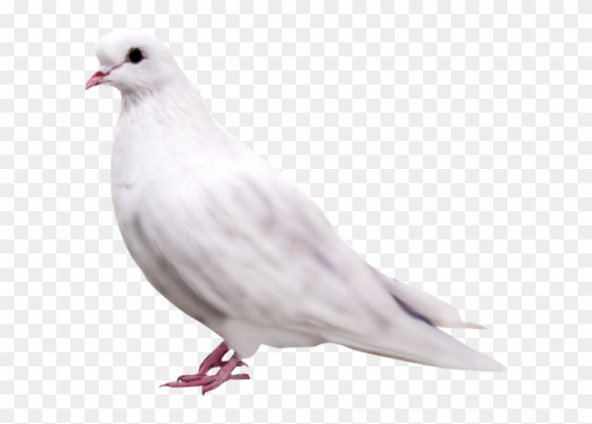 Pigeon Png Free Download - White Pigeon Png Hd Clipart #7794