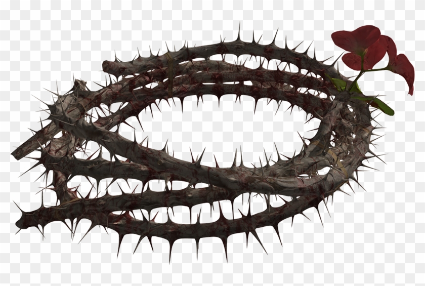 Crown Of Thorns - Transparent Thorns Clipart, transparent png image.