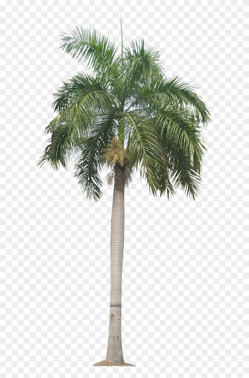 Palm Tree Png, Palm Trees, Plant Pictures, Plant Images, - Transparent Background Palm Tree Clipart #7917