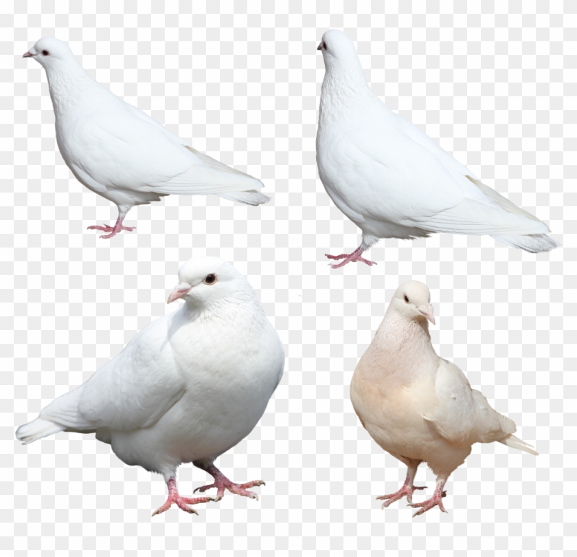 Pigeon Png Free Download - White Pigeon Sitting Png Clipart #7957