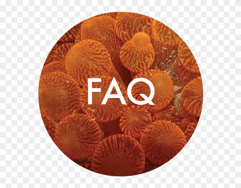 Faq-06 - Cake Clipart #8024
