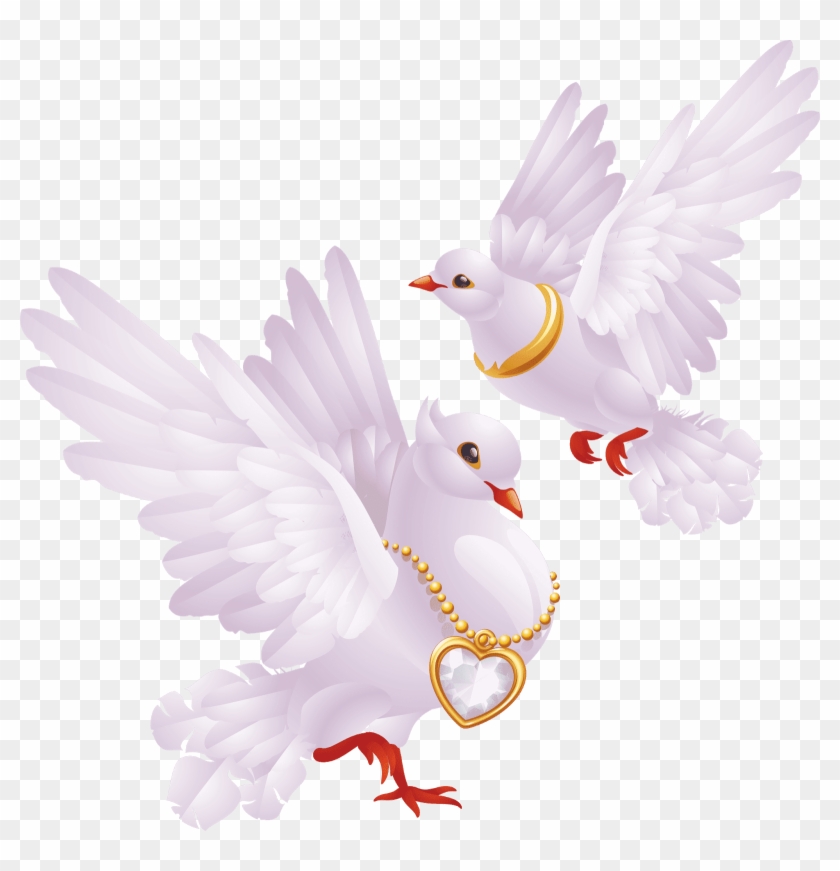 Pigeon Png Images - White Pigeon Hd Png Clipart #8067