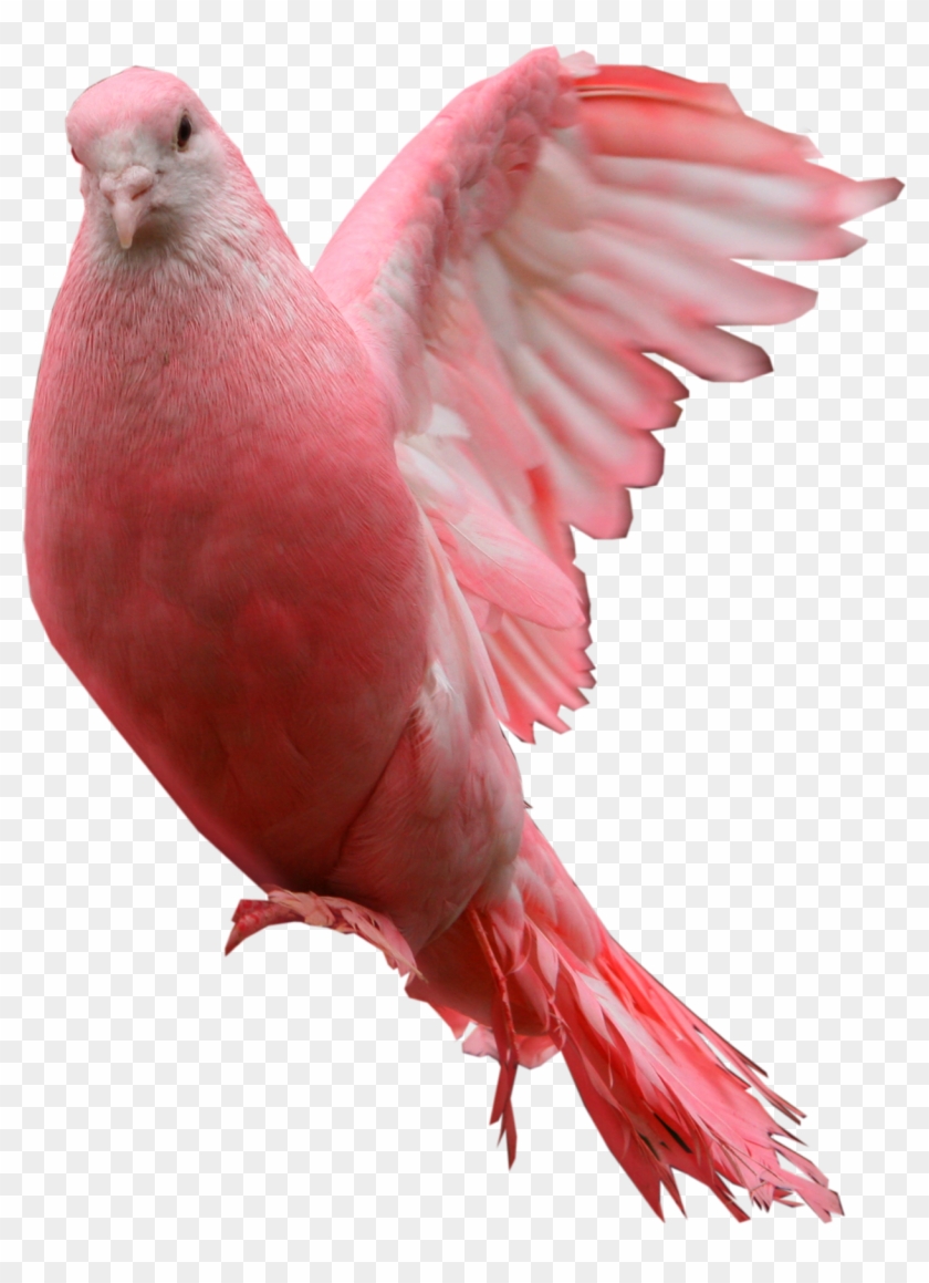 Pigeon Png Download Image - Pink Pigeon Png Clipart #8092
