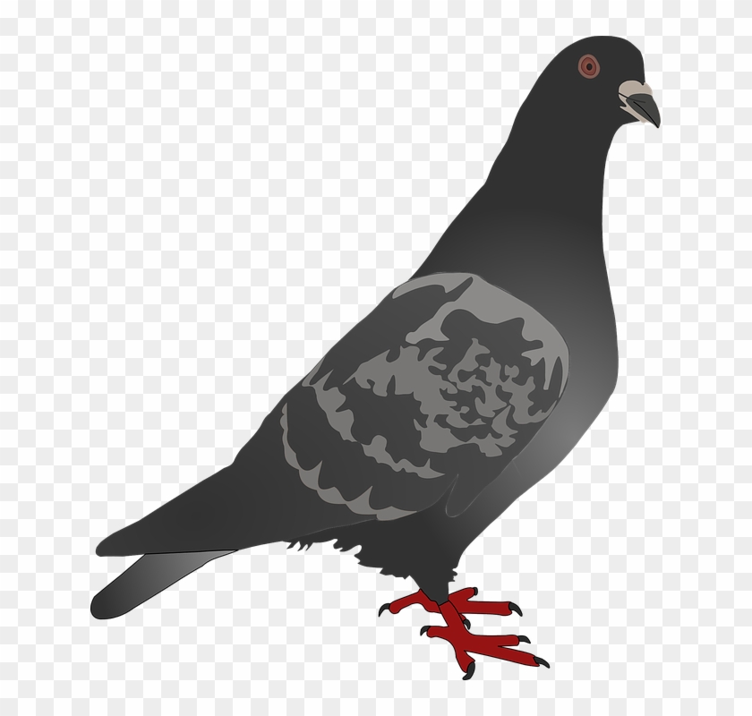 Black Pigeon Svg Clip Arts 528 X 597 Px - Png Download