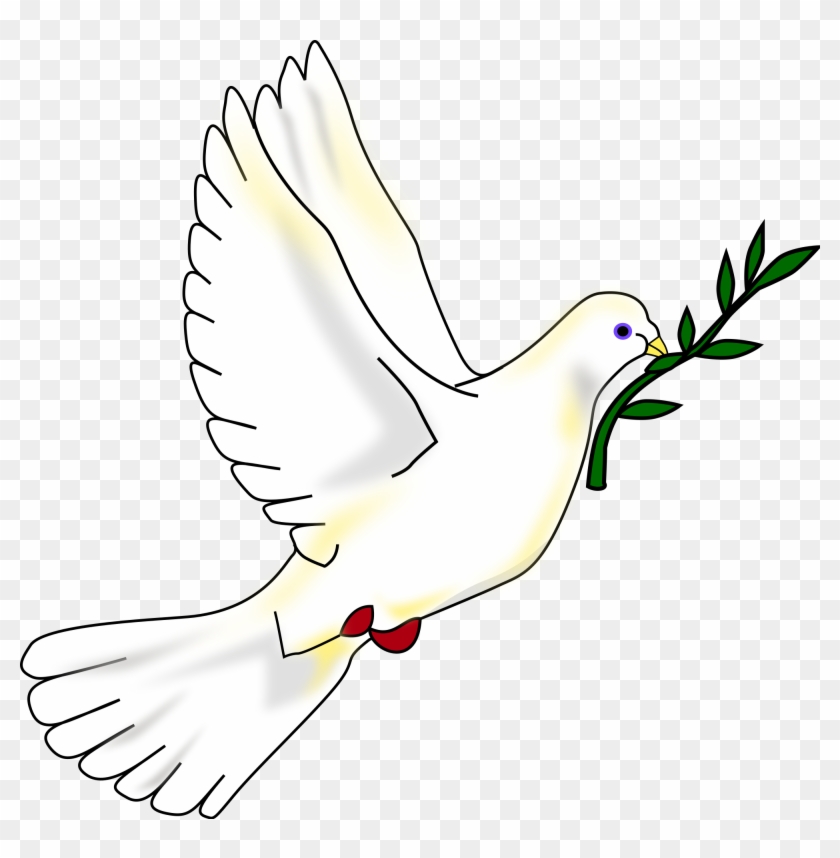 Peace Pigeon Png - Peace Dove Png Clipart #8317